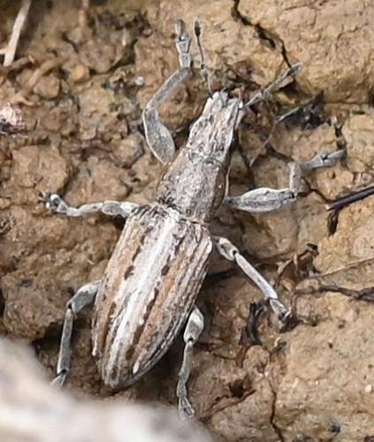 Réf. 355 164 : Charagmus intermedius